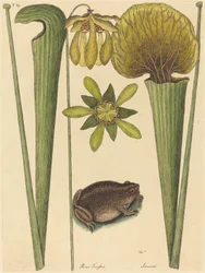 La rana terrestre (Rana)