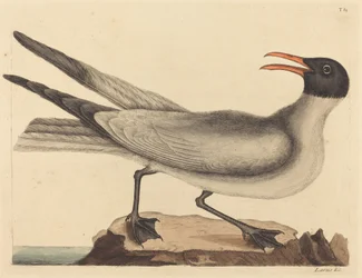 La gaviota risueña (Larus articilla)