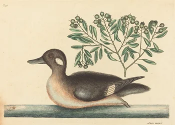 El pequeño pato marrón Anas rustica