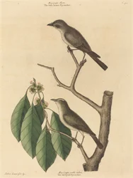 El pequeño atrapamoscas marrón, publicado 1731-1743