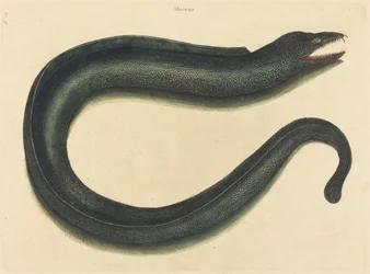 La Morena (Muraena helena)