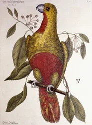 El loro del paraíso, 1771