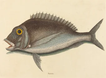 El Pargo Sparus chrysops