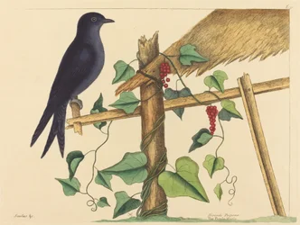 El martín púrpura (Hirundo purpurea)