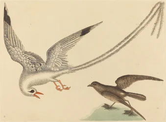 El Pájaro Arrocero (Emberiza oryzivora)