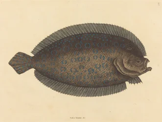 El lenguado (Pleuronectes lunatus)