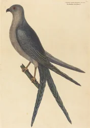 El halcón de cola de golondrina Falco furcatus, publicado en 1754.