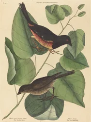 El Pájaro Towhe Fringilla erythrophthalma, publicado 1754