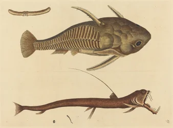 El pez boca de víbora (Silurus cataphractus)