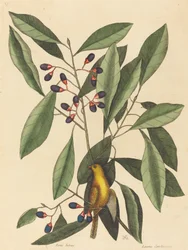 El carbonero amarillo (Motacilla trochilus)