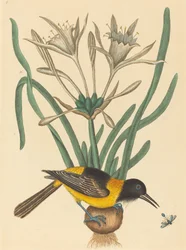 La urraca amarilla y negra (Oriolus Icterus)
