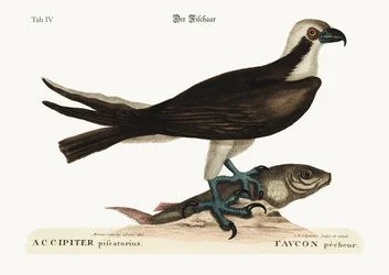 El halcón pescador, 1749-73