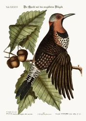 El pájaro carpintero de alas doradas, 1749-73