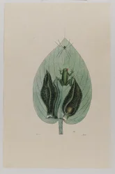 Rana arborícola