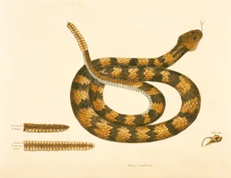 Serpiente Viper Caudison, Serpiente de cascabel, lámina 41, vol. 1, de la 