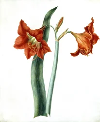 Amarilis, c.1790