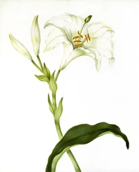 Lirio, c.1790