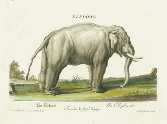 Elefante asiático encadenado
