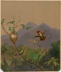Colibríes brasileños III