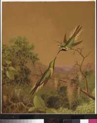 Colibríes brasileños IV