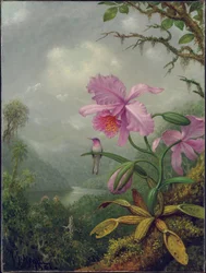 Colibrí posado sobre una planta de orquídea, 1901