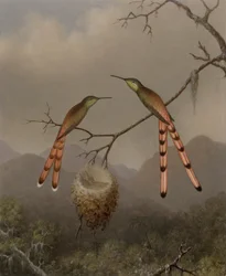 Dos colibríes con sus crías