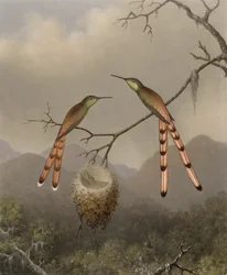 Dos colibríes con sus crías, hacia 1865