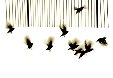 Estorninos, 2003 (fotograbado)