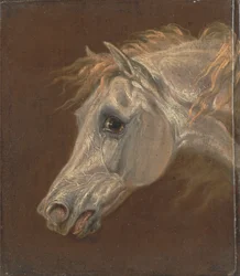 Cabeza de caballo árabe gris