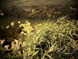 En el río
