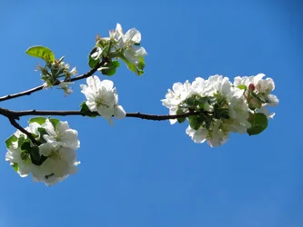 Flor de manzano