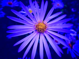 Blume