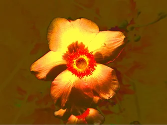 Flor