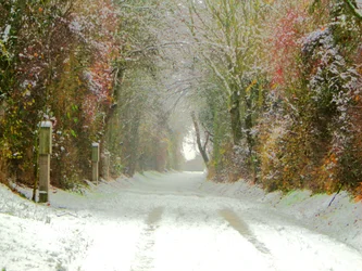 Camino de campo