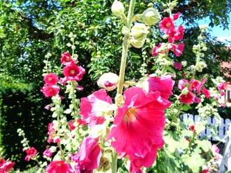 Jardín en verano