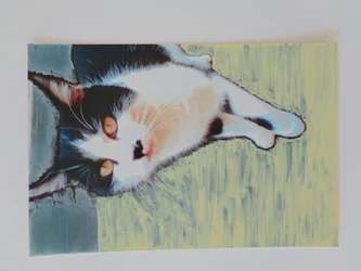 Gato Gato