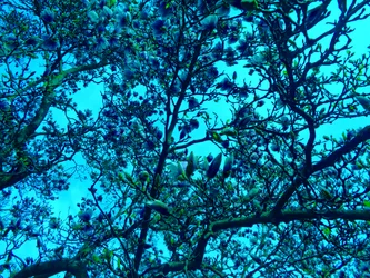 Azul magnolia
