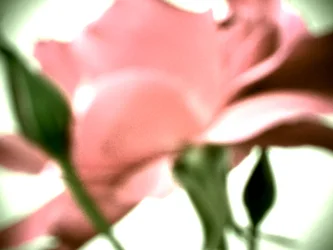 Rosa pastel