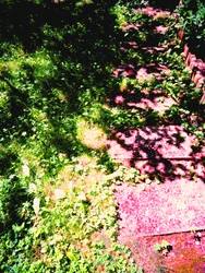 Príncipe y princesa o césped y camino de jardín