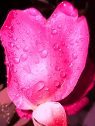 Gotas de lluvia