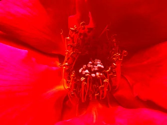Rosa
