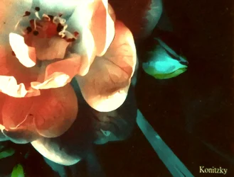 Rosa