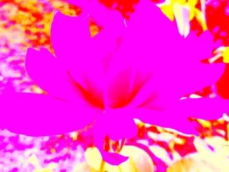Rosa arte digital
