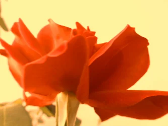 Rosa arte digital