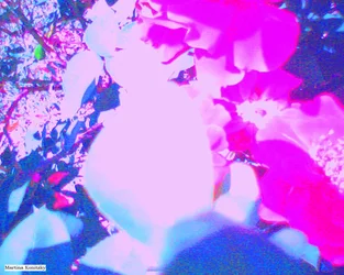 Rosas