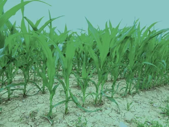 Campo de verano