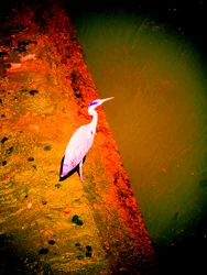 Garza gris en el río