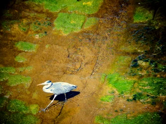 Pájaro en el río