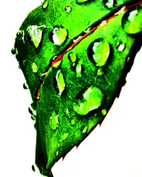 Gota de agua verde