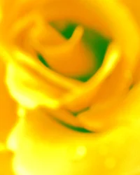 Amarillo